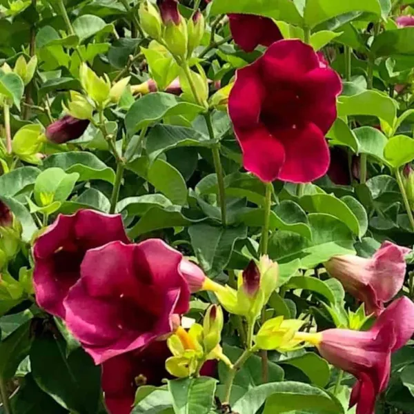 Allamanda_Live_Flowering_Plant_&_Tree_(1.5-3.5_Ft_Hight)_For_Home_Gardening_Hybrid