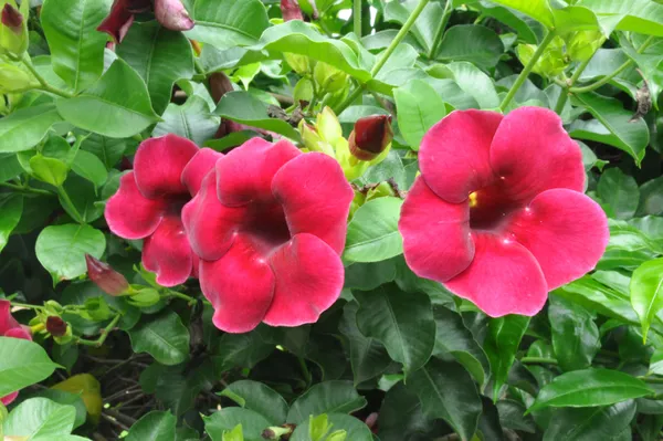 Allamanda_Live_Flowering_Plant_&_Tree_(1.5-3.5_Ft_Hight)_For_Home_Gardening_Hybrid