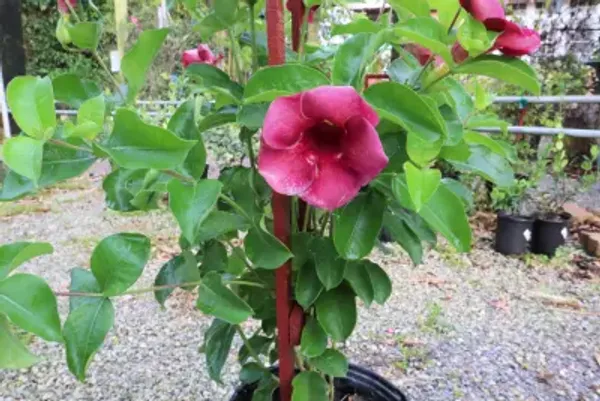 Allamanda_Live_Flowering_Plant_&_Tree_(1.5-3.5_Ft_Hight)_For_Home_Gardening_Hybrid