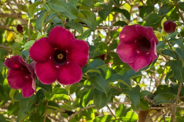 Allamanda_Flower_Plant_&_Tree_For_Your_Sweet_Home_Gardening_Hybrid