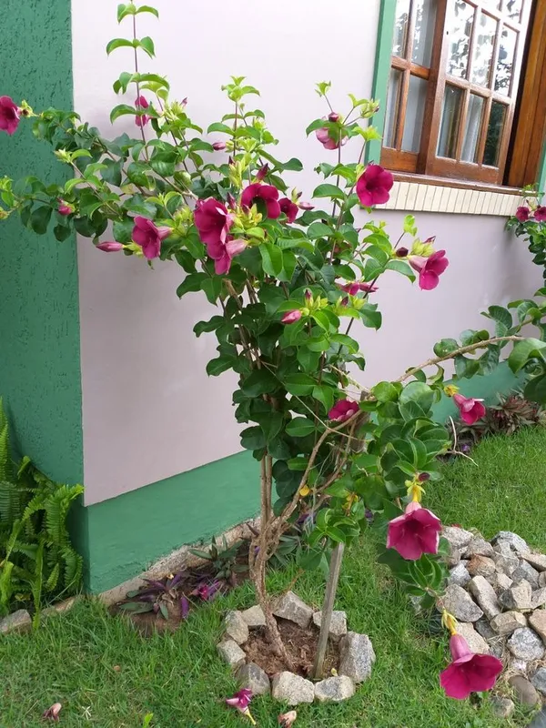 Allamanda_Flower_Plant_&_Tree_For_Your_Sweet_Home_Gardening_Hybrid