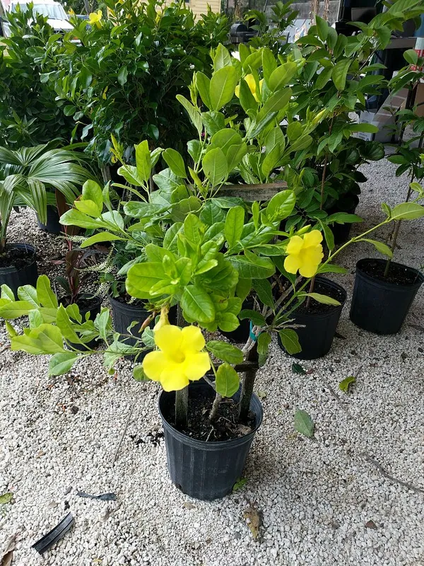 Allamanda_Yellow_Flowering_Plant_&_Tree_(1.5-3.5_Ft_Hight)_For_Shrub|Bush|Home_Garden_Hybrid