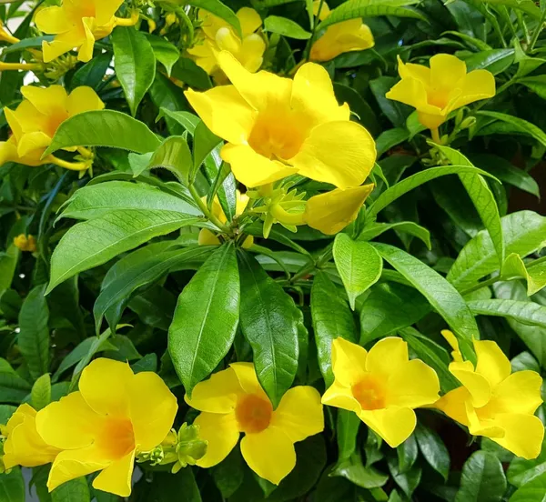 Allamanda_Yellow_Flowering_Plant_&_Tree_(1.5-3.5_Ft_Hight)_For_Shrub|Bush|Home_Garden_Hybrid