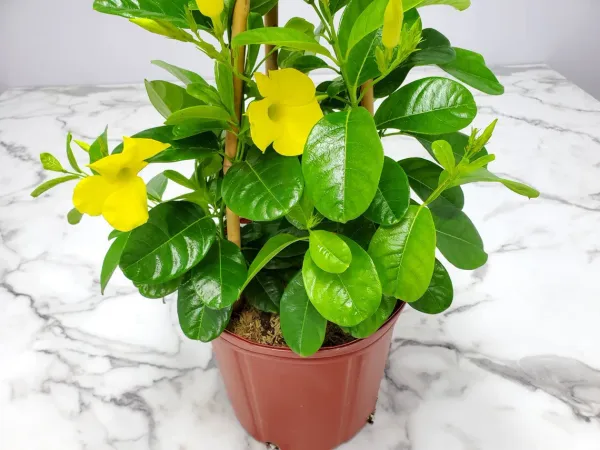Allamanda_Yellow_Flowering_Plant_&_Tree_(1.5-3.5_Ft_Hight)_For_Shrub|Bush|Home_Garden_Hybrid