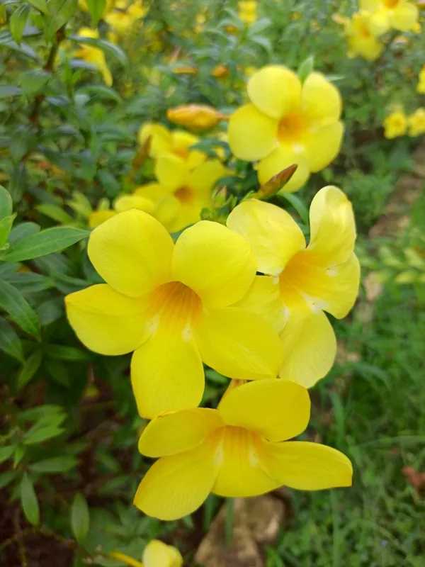 Allamanda_Yellow_Flowering_Plant_&_Tree_(1.5-3.5_Ft_Hight)_For_Shrub|Bush|Home_Garden_Hybrid