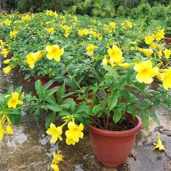 Allamanda_Yellow_Flowering_Plant_&_Tree_(1.5-3.5_Ft_Hight)_For_Shrub|Bush|Home_Garden_Hybrid