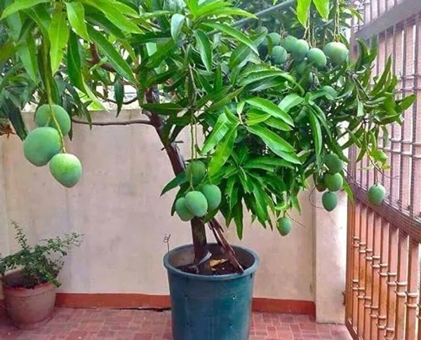Thai_All_Time_Hybrid_&_Grafted_xotic_Dwarf_Green_Mango_Fruit_Tree_For_Home_Gardening