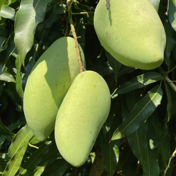 All_Time_(Grafted_Mango_Fruit_Plant_&_Tree_(1.5-3.5_Ft_Hight)_For_Sweet_Home_Gardening_12_Month_Hybrid_Mango_Well_Watered_Plant