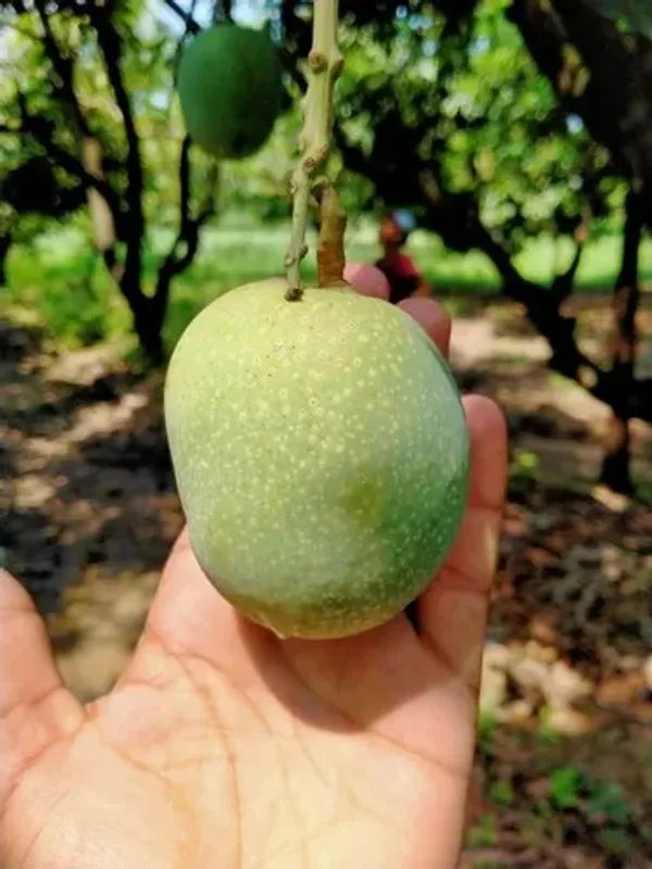 Thai_12_Month_Mango_(Grafted_Fruit_Plant_&_Tree_(1.5-3.5_Ft_Hight)_For_Home_Gardening_All_Time_Hybrid_Mango_Plant