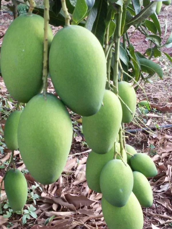 All_Time_Hybrid_Sweet_Mango_Fruit_Plant_&_Tree_For_Home_Garden_(1.5-3.5_Ft_Hight)_12_Month_Grafted_Mango__Fruit_Plant
