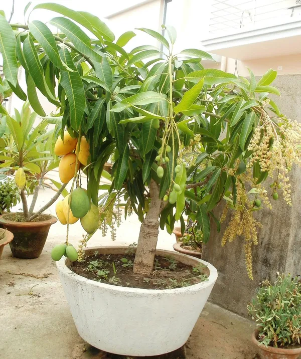 All_Time_Hybrid_Sweet_Mango_Fruit_Plant_&_Tree_For_Home_Garden_(1.5-3.5_Ft_Hight)_12_Month_Grafted_Mango__Fruit_Plant