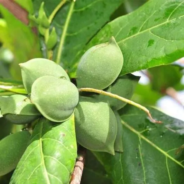 Indian_Hybrid_Almond_Fruit_Plant