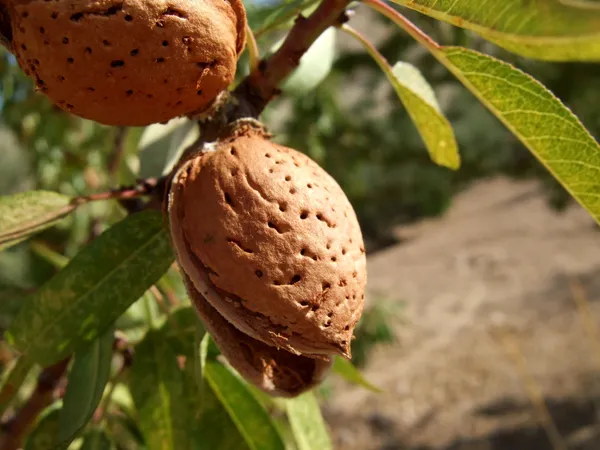 Almonds_Fruit_Grafted_Plant