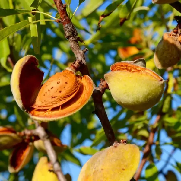 Thai_Grafted_Almonds_Fruit_1.5-3.5_Ft__Plant