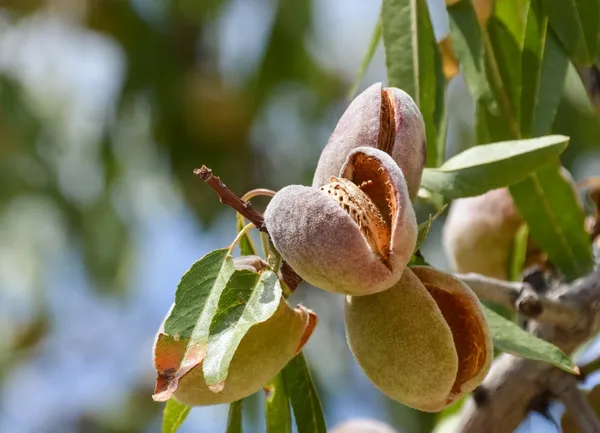 Thai_Grafted_Almonds_Fruit_1.5-3.5_Ft__Plant