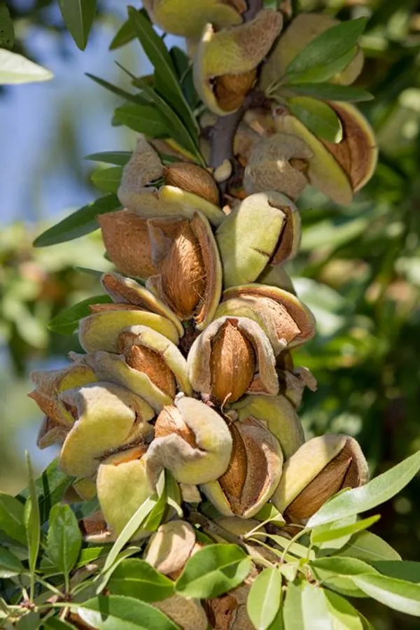 Thai_Grafted_Almonds_Fruit_1.5-3.5_Ft__Plant