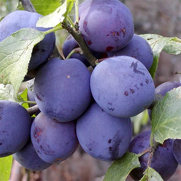 Prunus_Domestica_|Alubokhra_Fruit_Plant_&_Tree_(1.5-3.5_Ft_Hight)_For_Your_Home_Garden_Hybrid_Aloobukhara_Plant