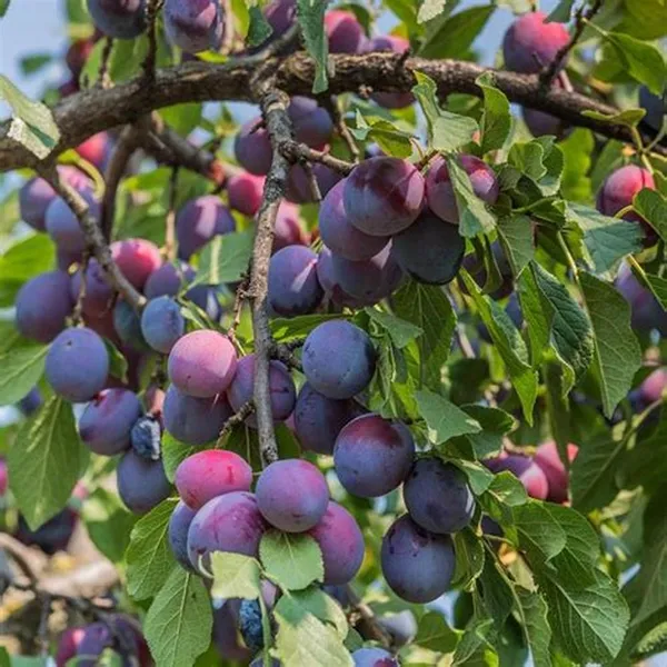 Prunus_Domestica_|Alubokhra_Fruit_Plant_&_Tree_(1.5-3.5_Ft_Hight)_For_Your_Home_Garden_Hybrid_Aloobukhara_Plant