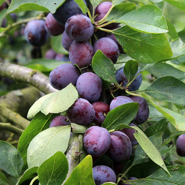 Prunus_Domestica_|Alubokhra_Fruit_Plant_&_Tree_(1.5-3.5_Ft_Hight)_For_Your_Home_Garden_Hybrid_Aloobukhara_Plant