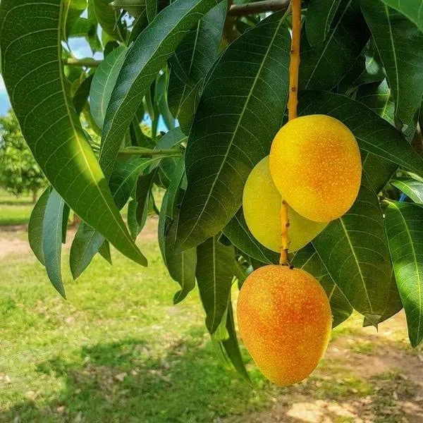 Alphonso_(Grafted_Mango_Fruit_Plant_&_Tree__||Alphonso_Hapoos_From_Ratnagiri_||_Suitable_Location_Outdoor,_Alphonso_Healthy_Mango_Plant_(Hight_1.5-3.5_Ft)_For_Sweet_Home_Garden