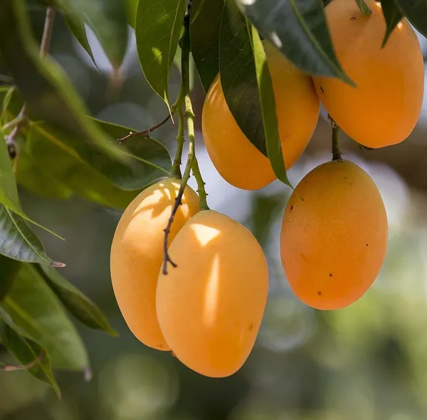Alphonso_Hybrid_Mango_Fruit_Plant