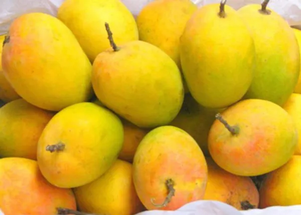 Alphonso_Hybrid_Mango_Fruit_Plant