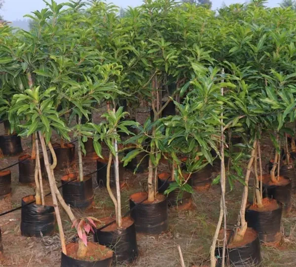 Alphonso_Hybrid_Mango_Fruit_Plant