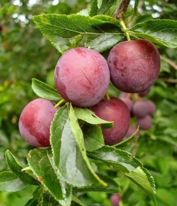 Prunus_Domestica_Plant_Alubokhra_Fruit