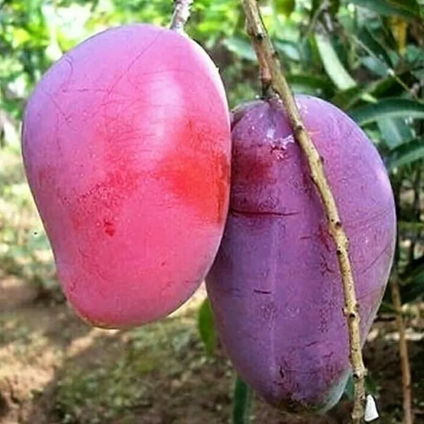 American_Red_Palmer_(Dwarf_Variety)_Mango__Fruit_Plant_&_Tree_(1.5-3.5_Ft_Hight)_For_Your_Home_Garden_Hybrid