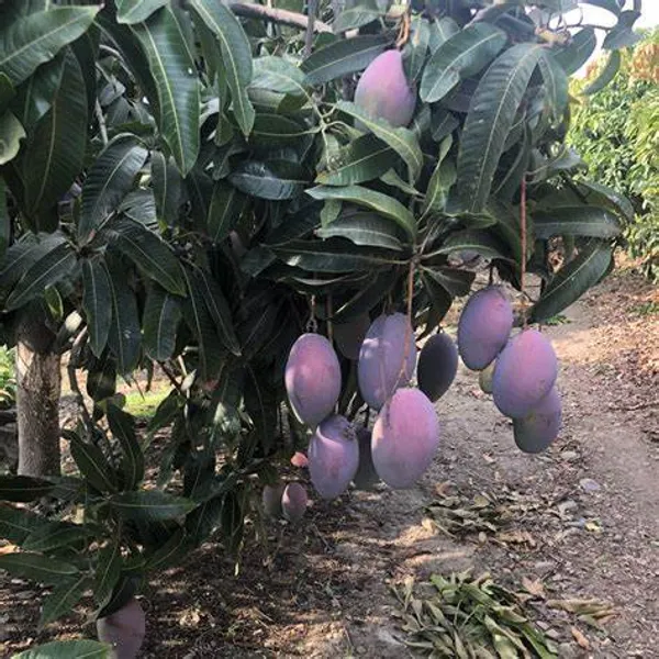 American_Red_Palmer_(Dwarf_Variety)_Mango__Fruit_Plant_&_Tree_(1.5-3.5_Ft_Hight)_For_Your_Home_Garden_Hybrid