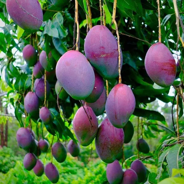 American_Red_Palmer_(Dwarf_Variety)_Mango__Fruit_Plant_&_Tree_(1.5-3.5_Ft_Hight)_For_Your_Home_Garden_Hybrid