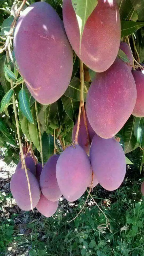 American_Red_Palmer_(Dwarf_Variety)_Mango__Fruit_Plant_&_Tree_(1.5-3.5_Ft_Hight)_For_Your_Home_Garden_Hybrid