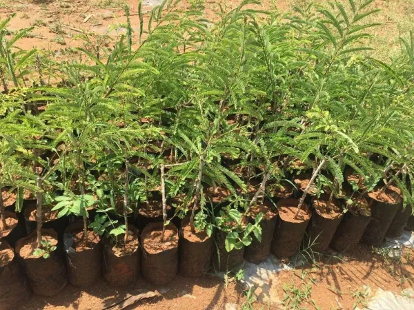 Amla|Gooseberry_Hybrid_Fruit_Plant_&_Tree_(1.5-3.5_Ft_Hight)_For_Home_Gardening_Amla|Amloki_Highly_Benefited_Fruit_Plant