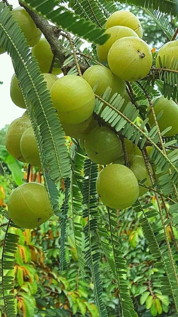 Amla|Gooseberry_Hybrid_Fruit_Plant_&_Tree_(1.5-3.5_Ft_Hight)_For_Home_Gardening_Amla|Amloki_Highly_Benefited_Fruit_Plant