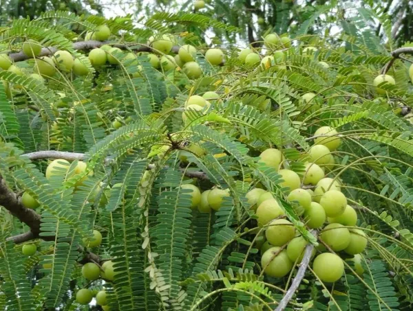 Hybrid_Green_Amla_Grafted_lant