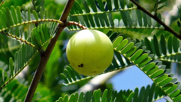 Indian__Amla__Hybrid_|_Goseberry_Frute_Tree_&_Plants