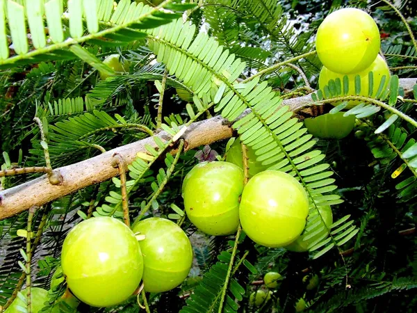 Indian__Amla__Hybrid_|_Goseberry_Frute_Tree_&_Plants
