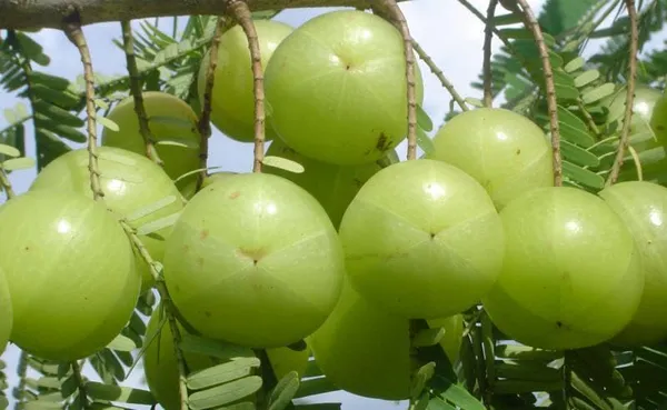 Indian__Amla__Hybrid_|_Goseberry_Frute_Tree_&_Plants