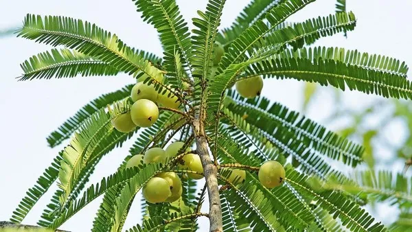 Indian__Amla__Hybrid_|_Goseberry_Frute_Tree_&_Plants