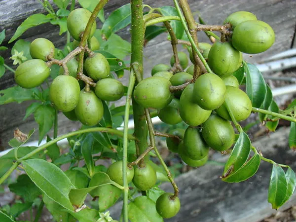 Indian_12_Month_Hybrid_Amra|Hog_Plum|Spondias_Mombin_Grafted_Fruit_Plant