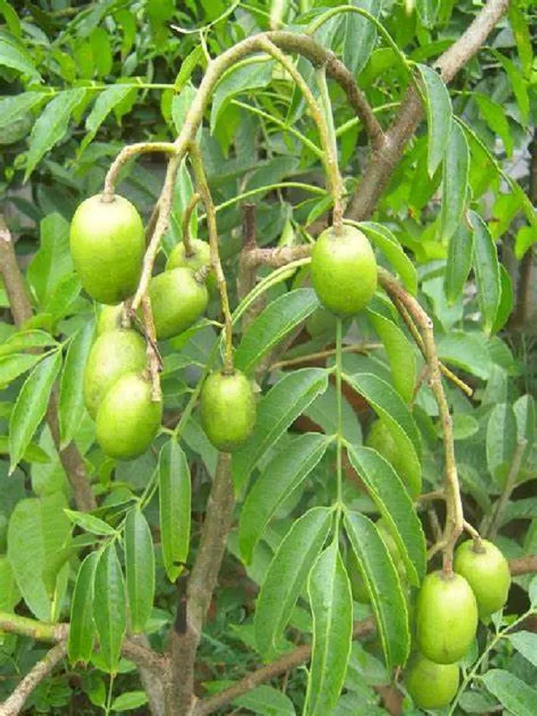 Indian_12_Month_Hybrid_Amra|Hog_Plum|Spondias_Mombin_Grafted_Fruit_Plant