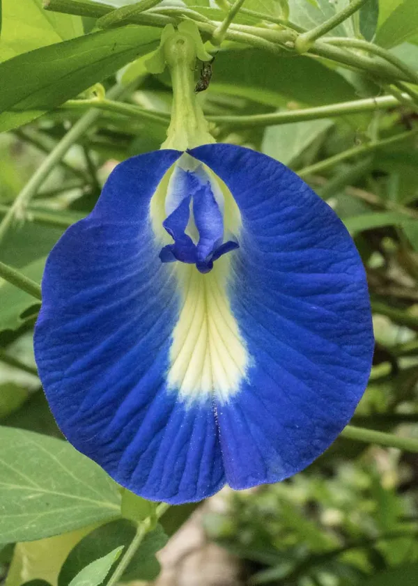 Blue_Aparajita_|_Nilkontho_Flowering_Plant