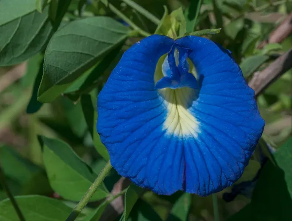 Blue_Aparajita_|_Nilkontho_Flowering_Plant