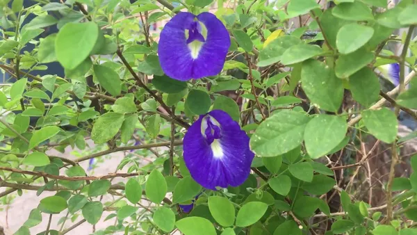 Blue_Aparajita_|_Nilkontho_Flowering_Plant