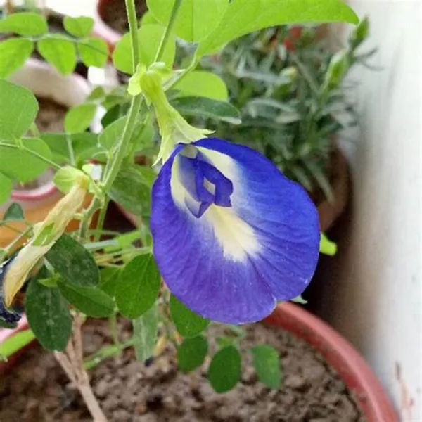 Blue_Aparajita_|_Nilkontho_Flowering_Plant