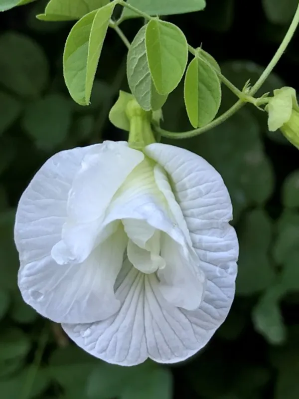 White_Aparajita__.5-3.5_Ft__Flowering_Plant