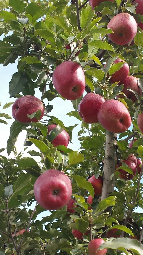 Cosmic_Crisp_Variety_Healthy_Apple__Fruit_Plant_&_Tree_For_Your_Sweet_Home_Garden_(1.5-3.5_Ft_Hight)_Apple_Fruit_Plant