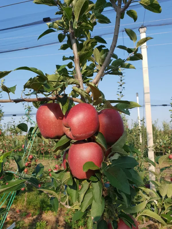Cosmic_Crisp_Variety_Healthy_Apple__Fruit_Plant_&_Tree_For_Your_Sweet_Home_Garden_(1.5-3.5_Ft_Hight)_Apple_Fruit_Plant