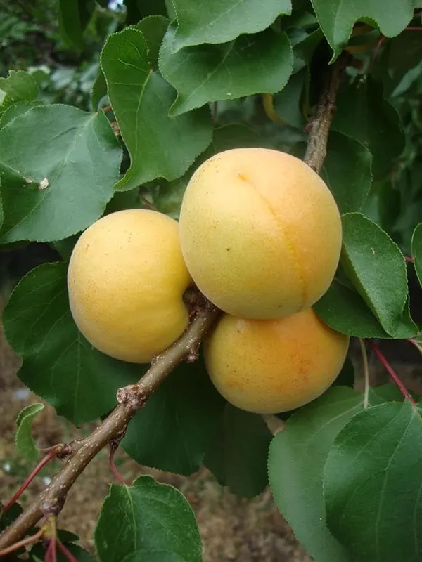 Apricot_Plant_Grafted_ybrid_Plant_Tropical_Apricot_Plant__In_Poly_Bag_Verified_Quality