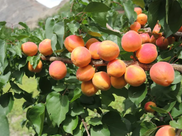 Apricot_Grafted_.5-3.5_Ft_Hybrid_Fruit_Plant